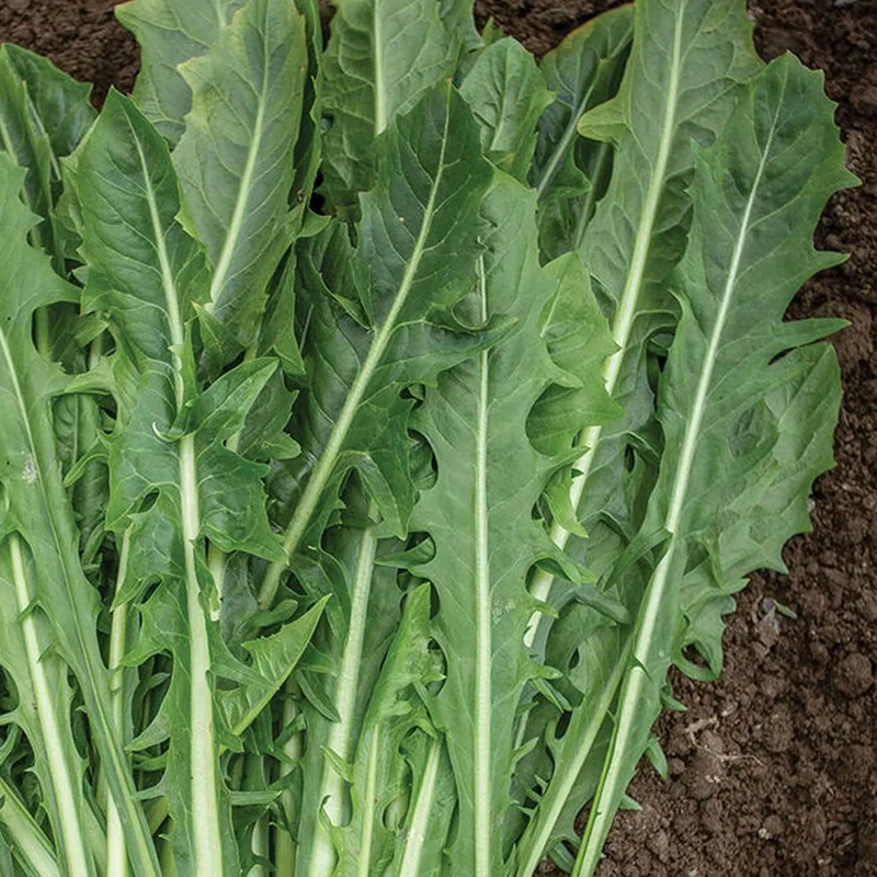 Italian Dandelion & Chicory Seeds - Heirloom, Annual, Fast Growing for Culinary & Vegetable Gardens - 600 Pieces