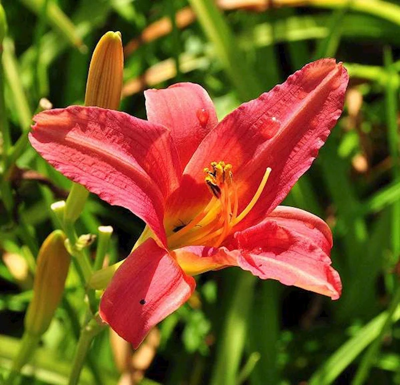 Taglilie (Hemerocallis 'Pink Damask')