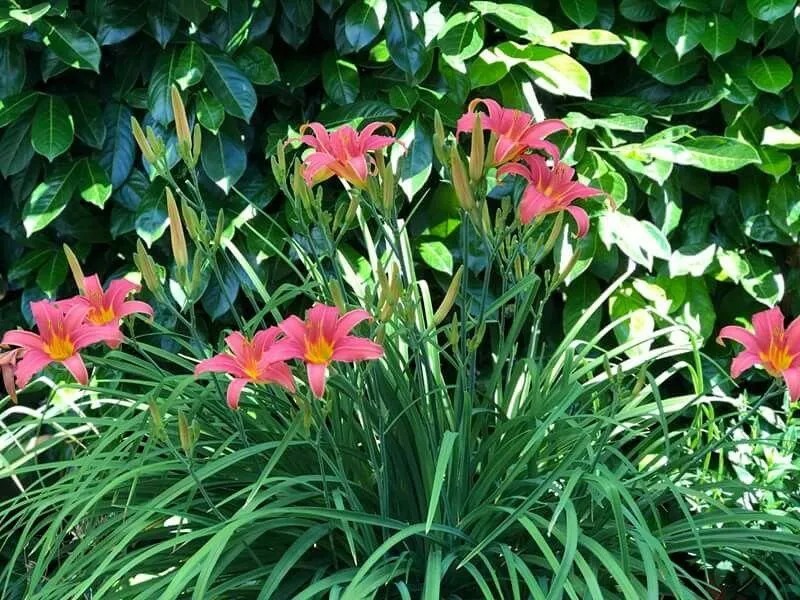 Taglilie (Hemerocallis 'Pink Damask')