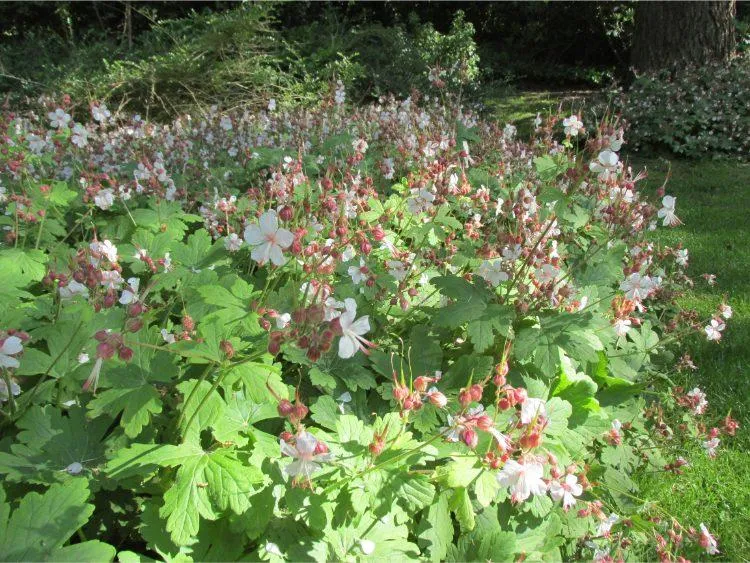 Storchschnabel (Geranium macr. 'Spessart')