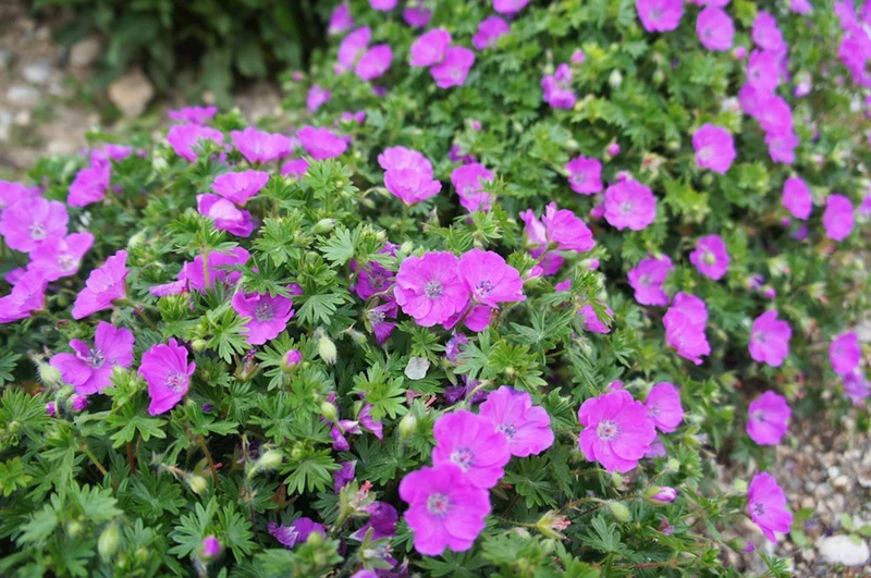 Storchschnabel (Geranium sanguineum)