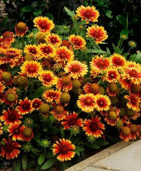 Kokardenblume (Gaillardia 'Kobold')