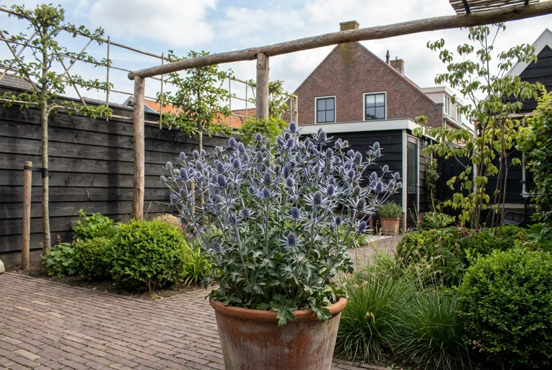 Kreuzdistel (Eryngium planum)