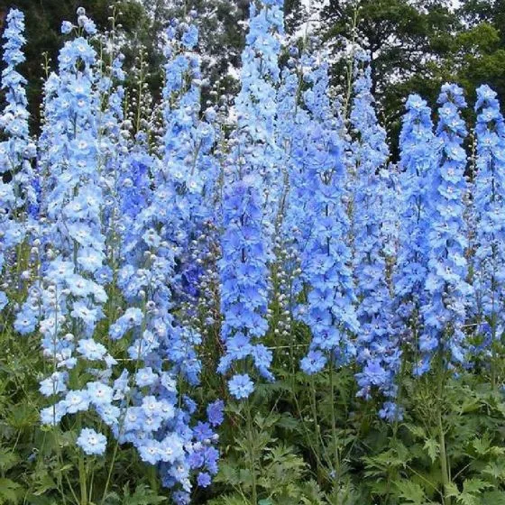 Rittersporn (Delphinium (P) 'Summer Skies')
