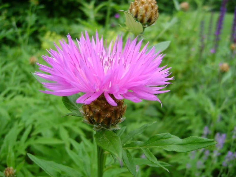 Kornblume (Centaurea dealbata)