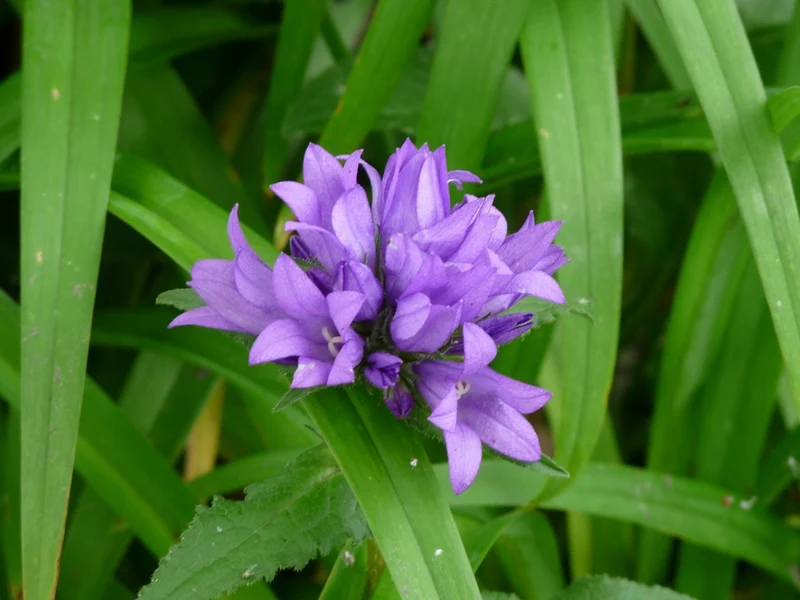 Büschelglockenblume (Campanula glomerata 'Acaulis')