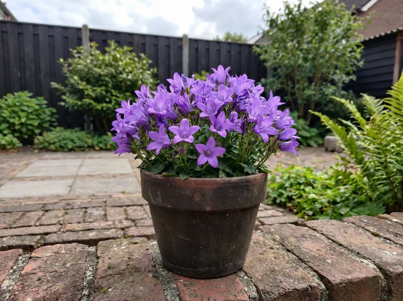 Büschelglockenblume (Campanula glomerata 'Acaulis')