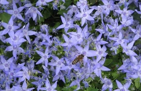 Glockenblume (Campanula garganica)