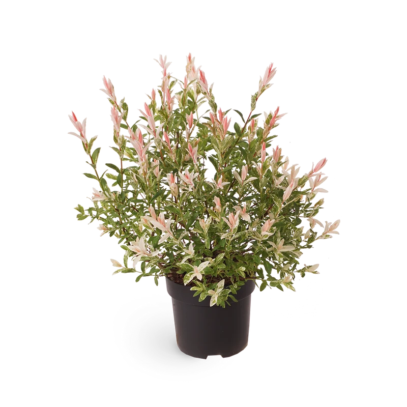 Eschen-Ahorn 'Flamingo'