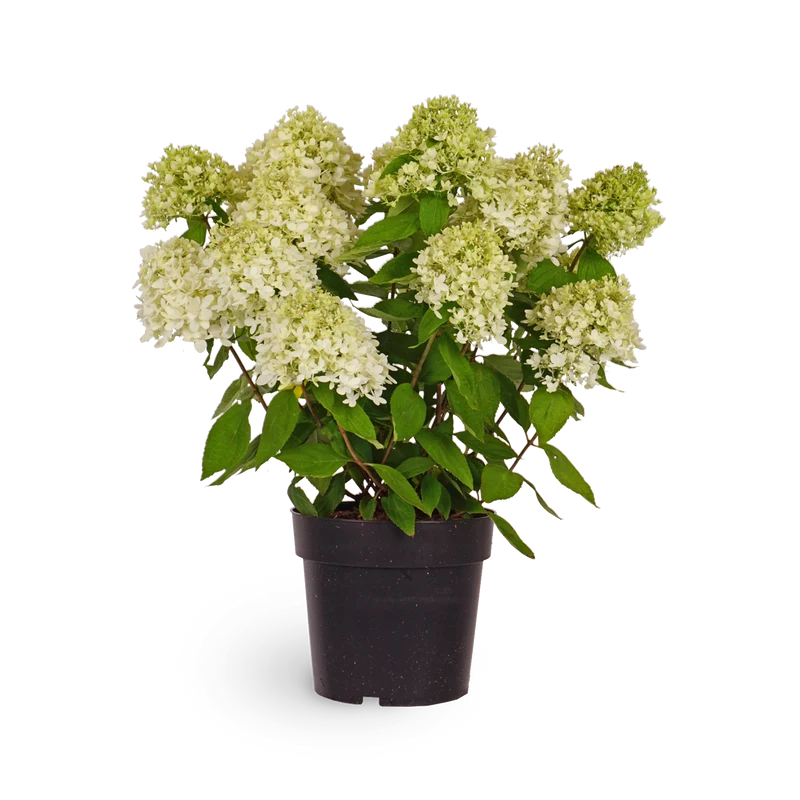 Rispenhortensie 'Magical Candle'®