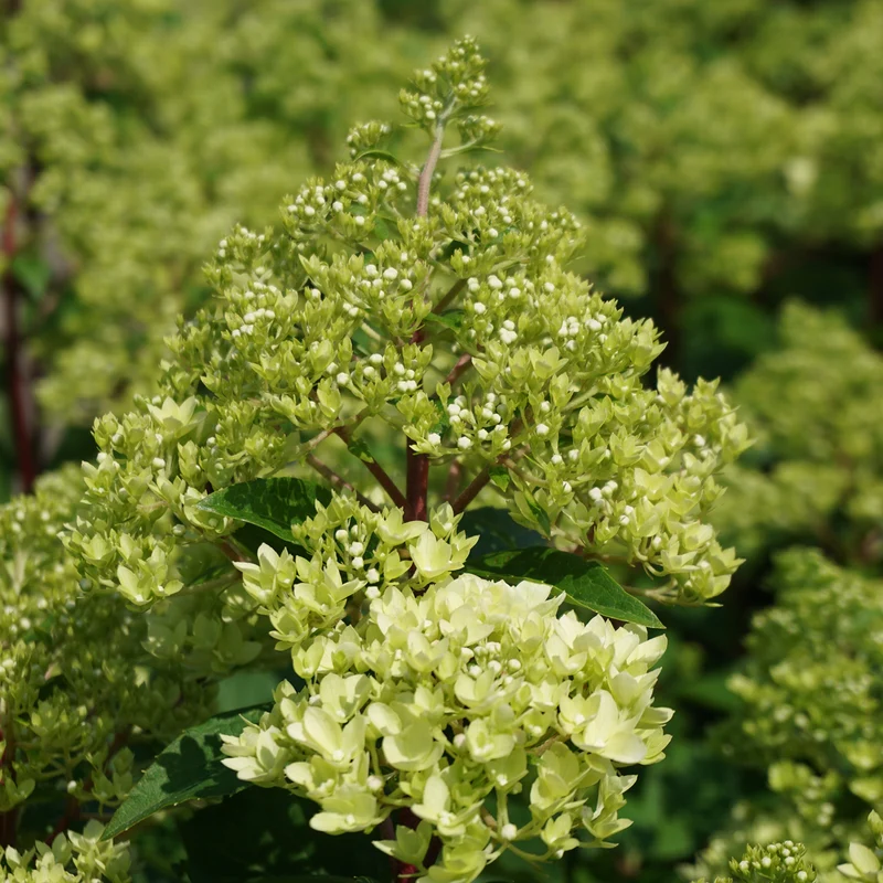 Rispenhortensie 'Magical Candle'®