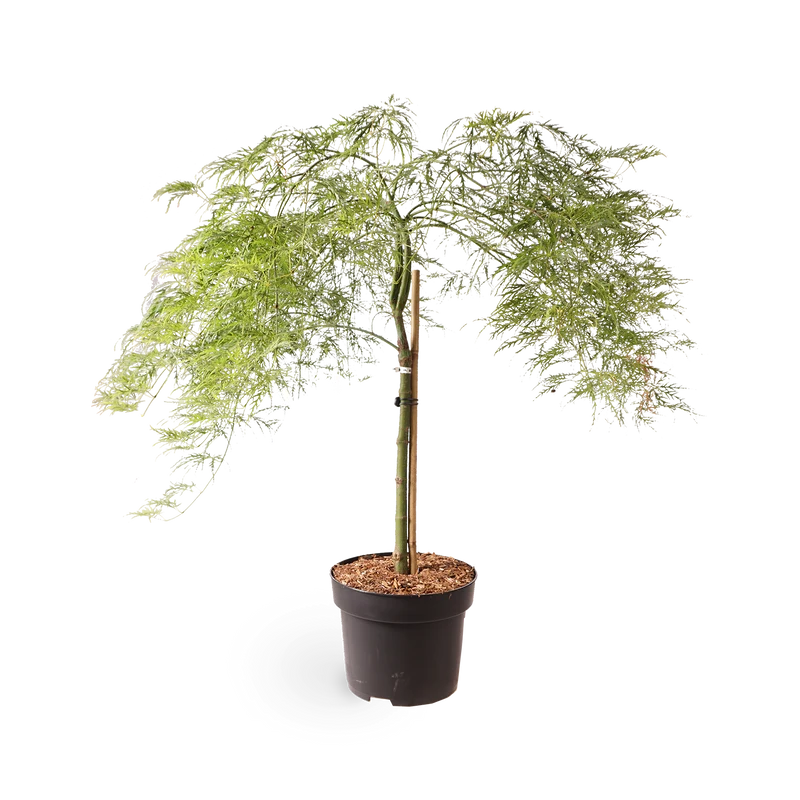Grüner Schlitzahorn 'Dissectum Viridis'