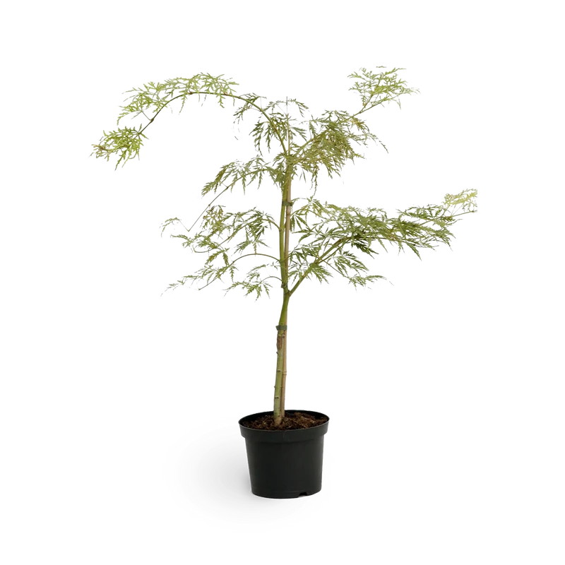 Grüner Schlitzahorn 'Dissectum Viridis'