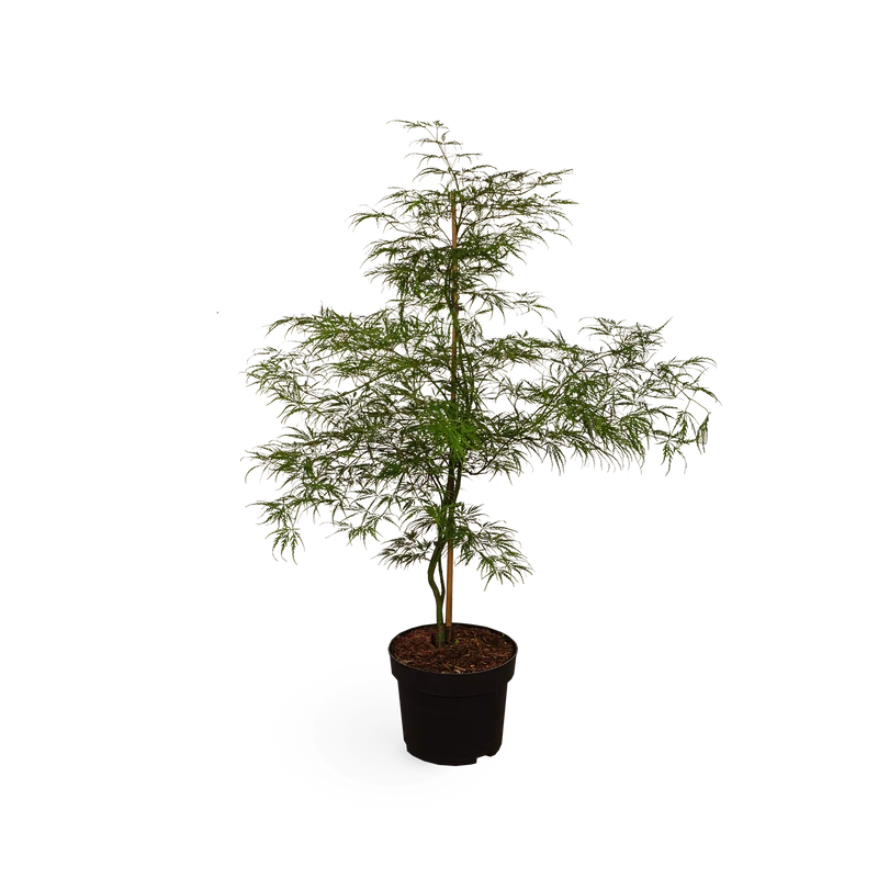 Grüner Schlitzahorn 'Dissectum Viridis'