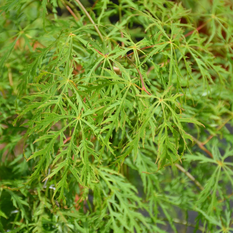 Grüner Schlitzahorn 'Dissectum Viridis'