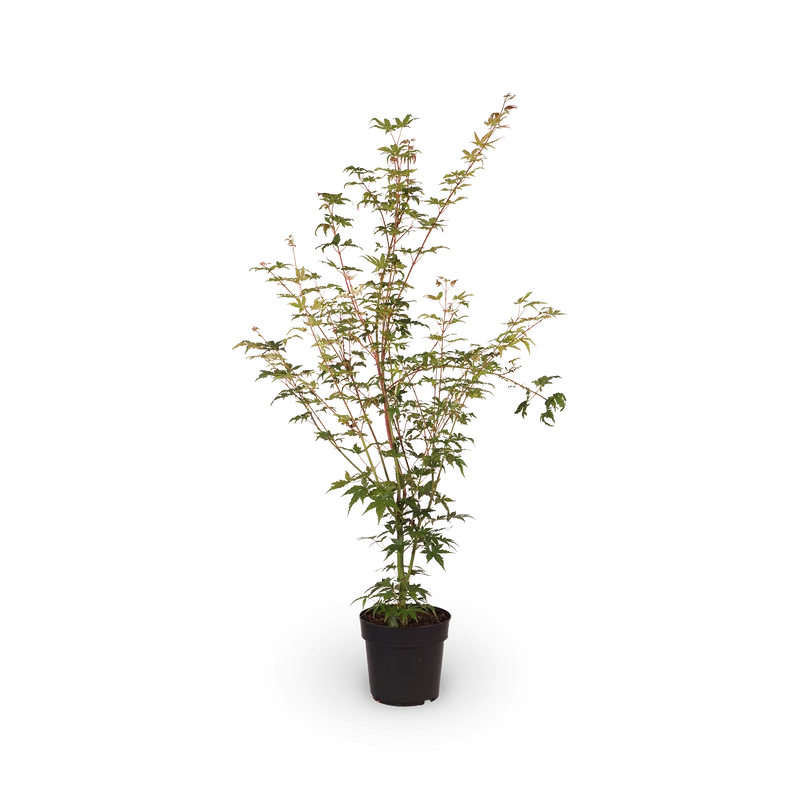 Fächerahorn 'Oridono-nishiki'