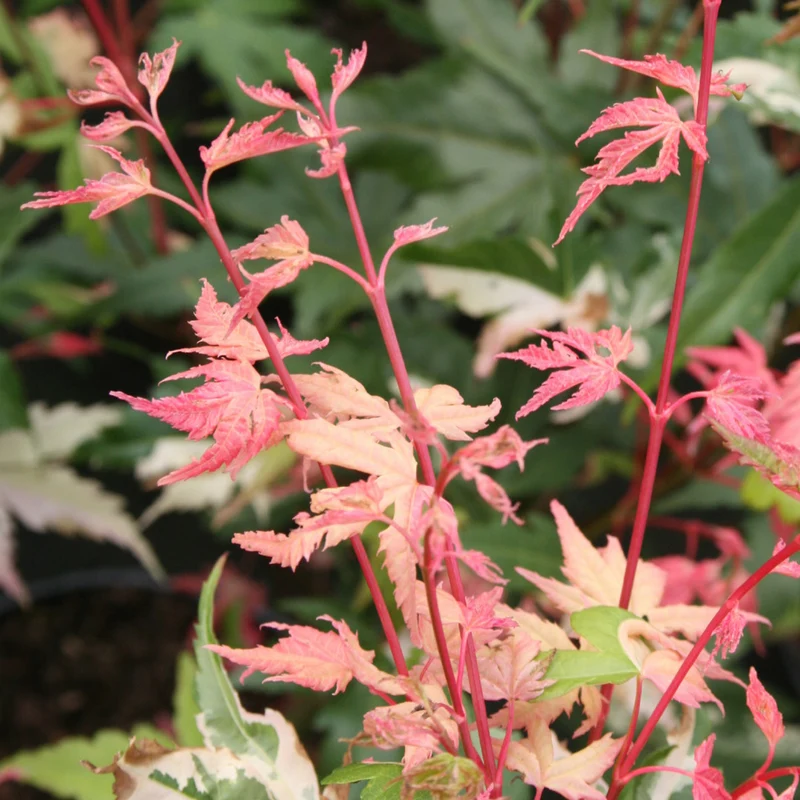 Fächerahorn 'Oridono-nishiki'