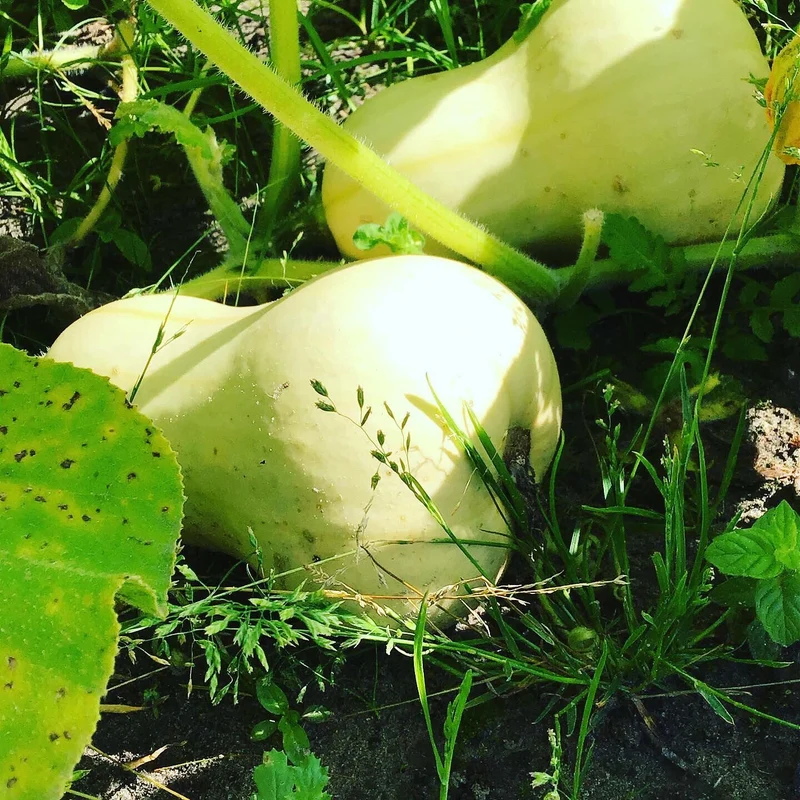Essbarer Kürbis Waltham Butternut (Bio)