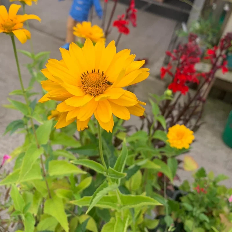 False Sunflower Seeds (Heliopsis Helianthoides) - Hardy Perennial, Heat & Drought Tolerant Blooms