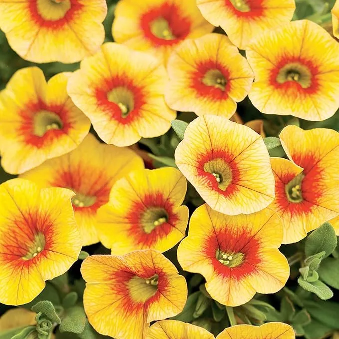 Calibrachoa Flower Seeds for Planting Million Bells Herbaceous Perennial, Attracts Butterflies