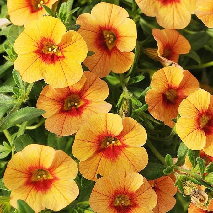 Calibrachoa Flower Seeds for Planting Million Bells Herbaceous Perennial, Attracts Butterflies