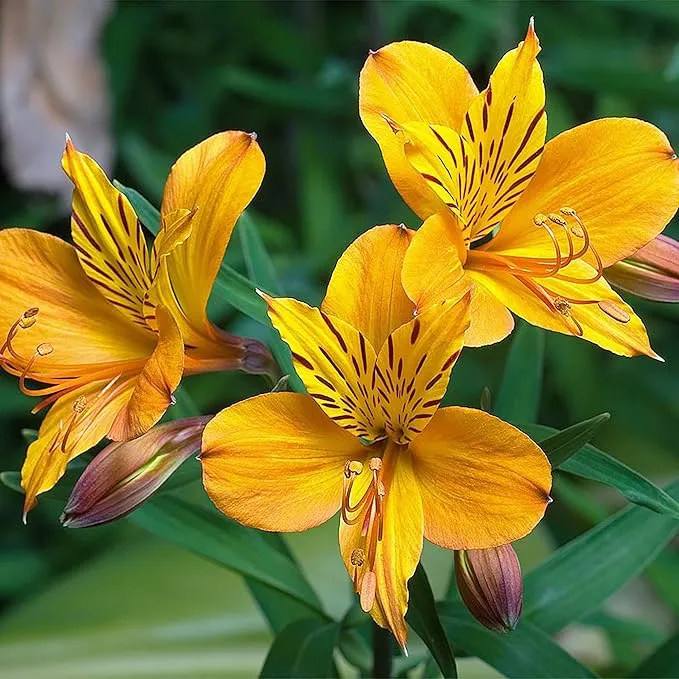 Alstroemeria Seeds or Peruvian Lily Flower Seeds For Planting,Attracts Pollinators
