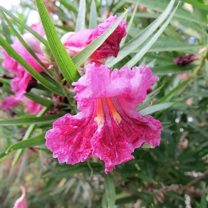 Desert Willow Shrub Seeds – Chilopsis linearis Non-GMO, Drought-Tolerant, Fast-Growing