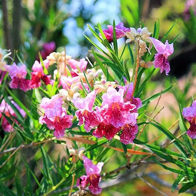 Desert Willow Shrub Seeds – Chilopsis linearis Non-GMO, Drought-Tolerant, Fast-Growing
