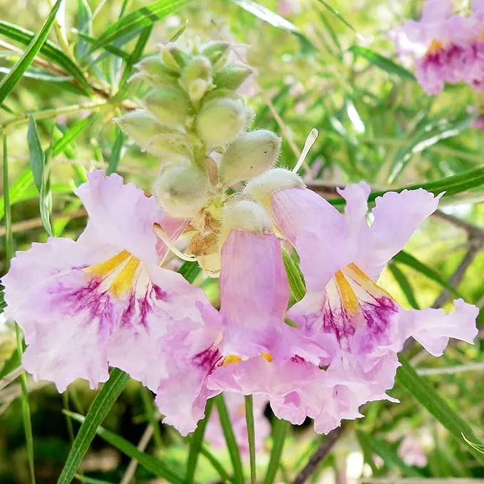Desert Willow Shrub Seeds – Chilopsis linearis Non-GMO, Drought-Tolerant, Fast-Growing