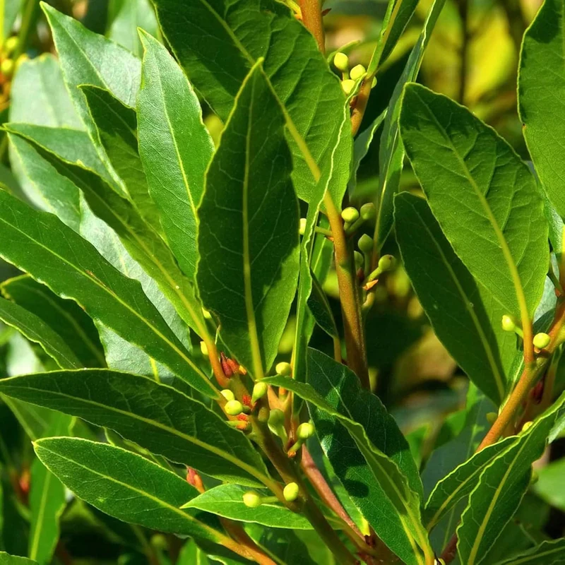Bay Laurel Seeds (Laurus Nobilis) - Fragrant Culinary Evergreen Tree or Shrub for Gardens & Landscapes - 65 Pieces