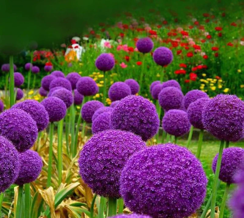 Giant Purple Allium Giganteum Seeds Organic Ornamental Onion Perennial Flower - Non-GMO Beautiful Garden Plant Seeds