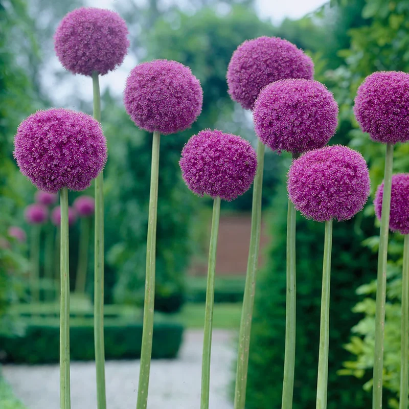 Giant Purple Allium Giganteum Seeds Organic Ornamental Onion Perennial Flower - Non-GMO Beautiful Garden Plant Seeds