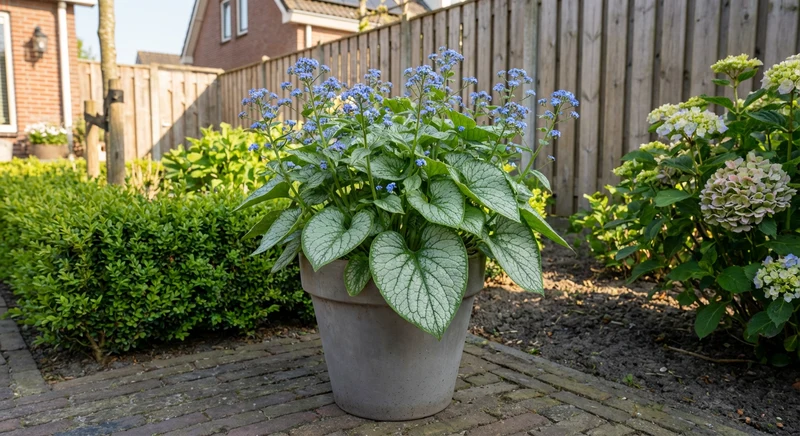 Kaukasisches Vergissmeinnicht (Brunnera macrophylla 'Jack Frost')