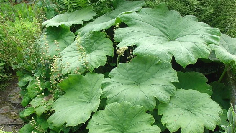 Tischbaum (Astilboides tabularis)