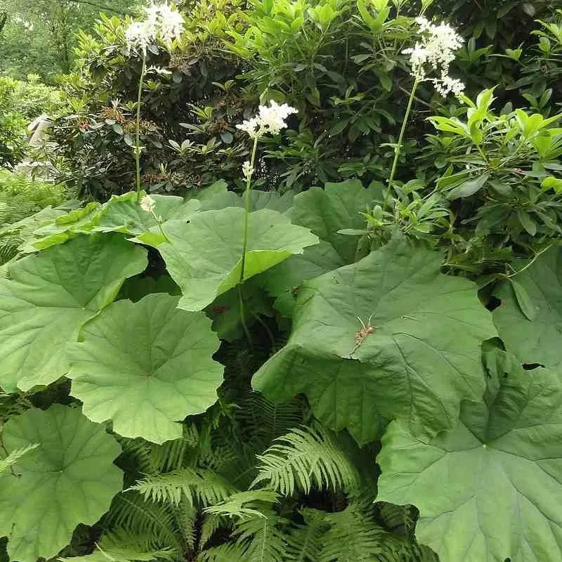 Tischbaum (Astilboides tabularis)