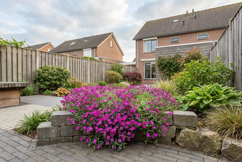 Randblume (Aubrieta 'Cascade Red')