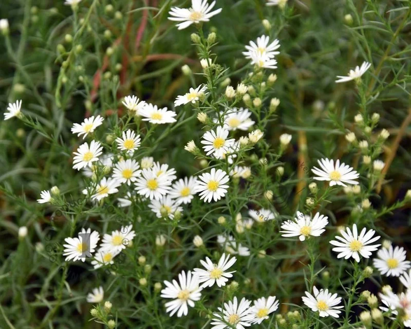Michaelis-Gänseblümchen (Aster 'Monte Cassino')