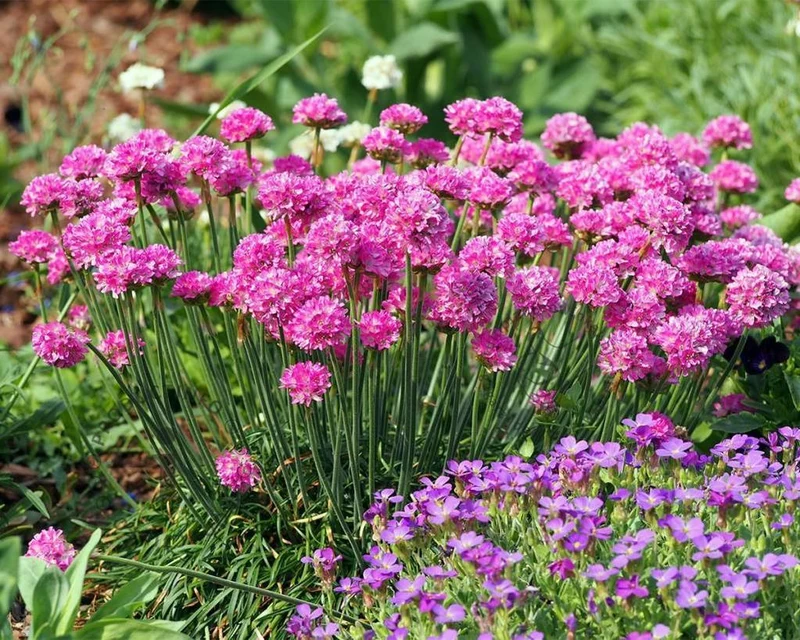 Englisches Gras (Armeria maritima 'Splendens')