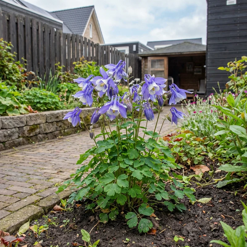Akelei (Aquilegia flabellata 'Ministar')