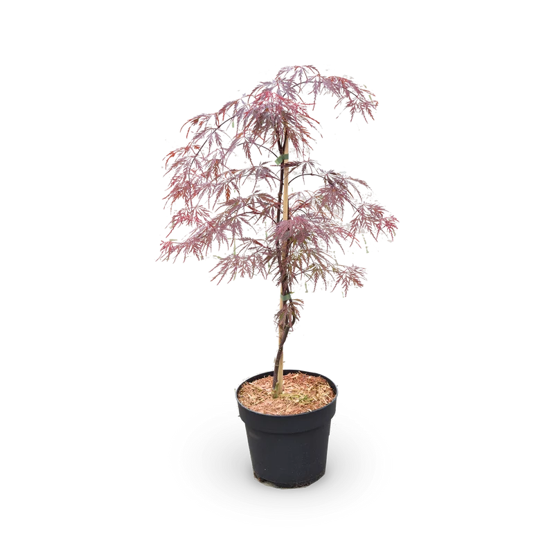 Japanischer Fächerahorn 'Firecracker' ®