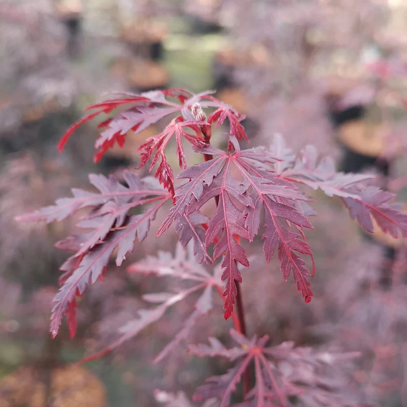 Japanischer Fächerahorn 'Firecracker' ®