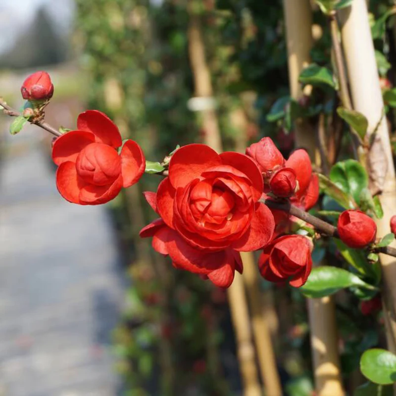 Japanische Zierquitte 'Scarlet Storm'®