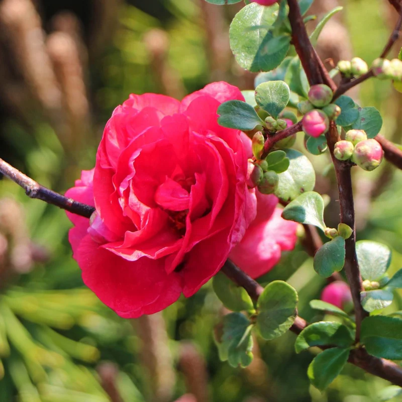 Zierquitte 'Pink Storm'®
