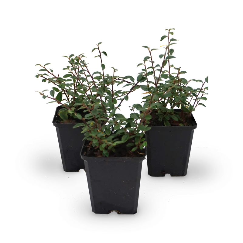 Teppichmispel 'Coral Beauty' (Mehrfach-Set)
