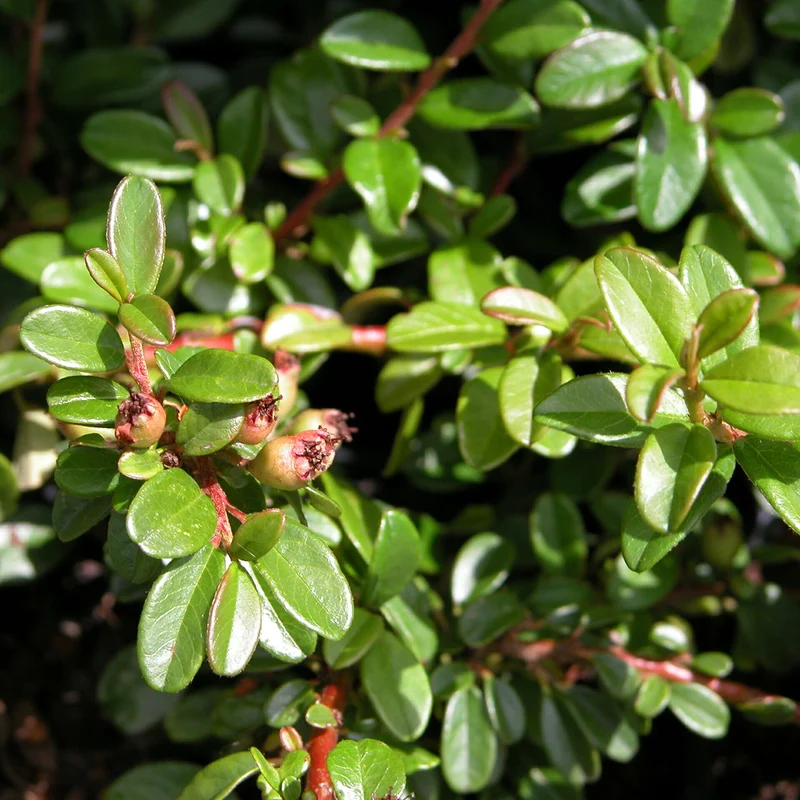 Teppichmispel 'Coral Beauty' (Mehrfach-Set)