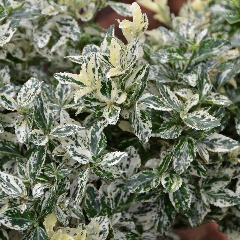 Kriechspindel 'Harlequin'