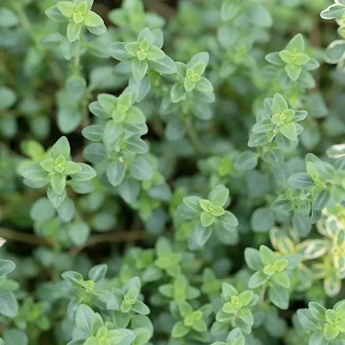 Lemon Thyme Seeds (Thymus Citriodorus) Fragrant, Evergreen, Deer and Rabbit Resistant, Drought Tolerant, Culinary and Ornamental Ground Cover for Patio, Container, Indoor Outdoor