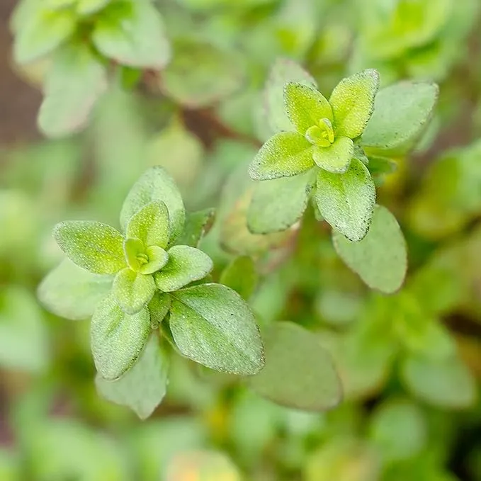 Lemon Thyme Seeds (Thymus Citriodorus) Fragrant, Evergreen, Deer and Rabbit Resistant, Drought Tolerant, Culinary and Ornamental Ground Cover for Patio, Container, Indoor Outdoor