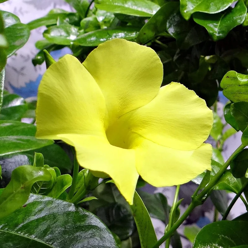 Mandevilla Sanderi Seeds Brazilian Jasmine Beautiful Colorful Fragrance Blooms Easy Care for Gardens And Containers