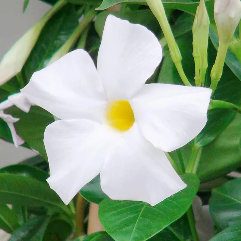 Mandevilla Sanderi Seeds Brazilian Jasmine Beautiful Colorful Fragrance Blooms Easy Care for Gardens And Containers